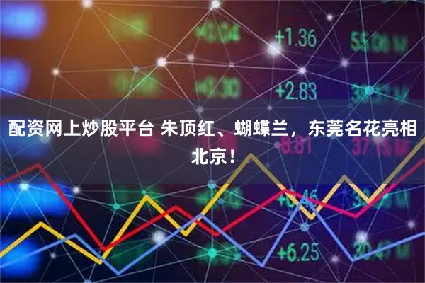 配资网上炒股平台 朱顶红、蝴蝶兰，东莞名花亮相北京！