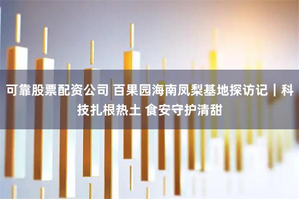 可靠股票配资公司 百果园海南凤梨基地探访记|科技扎根热土 食安守护清甜